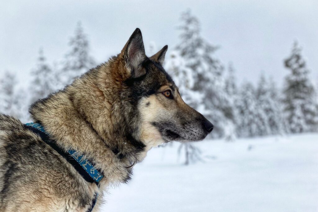 Wolfland Rules