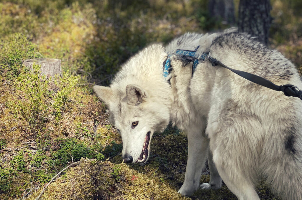 Wolfland Specials
Arctic Wolfland's exclusive specials for YOU. Let's go on an unforgettable hike with Arctic Wolfdogs together - there is a fitting challenge for everybody - exclusively for you!