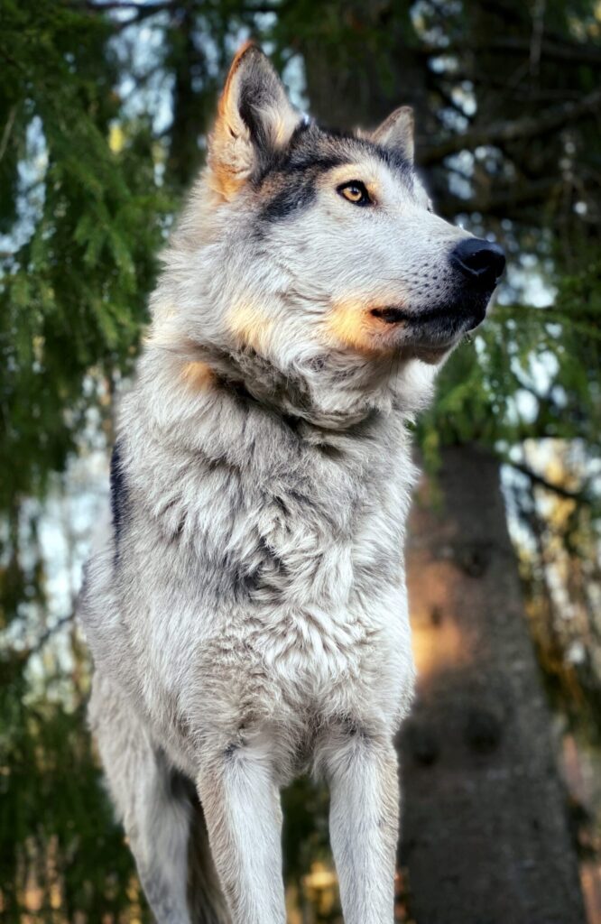 Exclusive Adventures - Exclusive meet and greet programs with the Arctic Wolfdogs