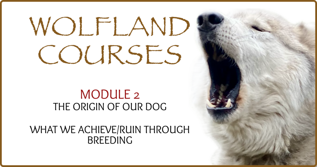 Wolfland Courses - Module 2